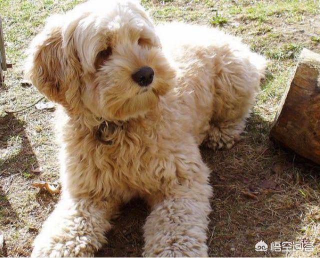 查理士王小猎犬图片小时候:这只小狗是什么品种？品相如何？