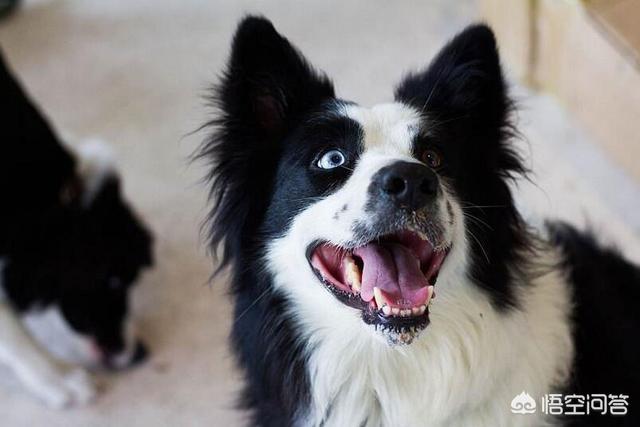 京巴犬怎么养:哪些狗狗心眼最小，最爱记仇？