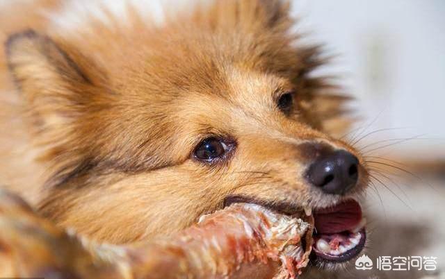 狗狗老磨牙是怎么回事:狗狗总是乱咬东西应该怎么制止？