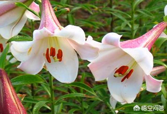 龙牙百合种植能咋样更好科学的提高产量