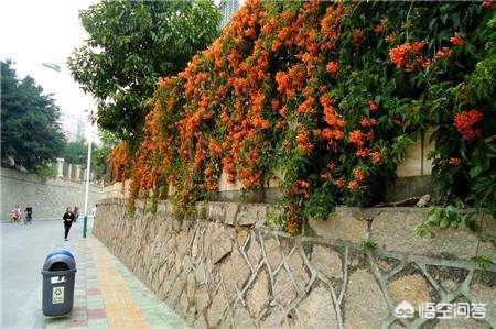 伯德梗适合家庭养吗:有没有户外自己爬墙、花期长、好养活的植物啊？