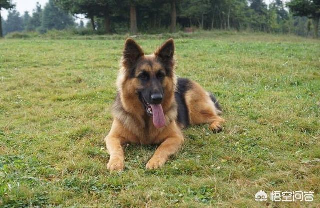 大白熊犬和哈士奇智商:哈士奇到底是真傻还是假傻？