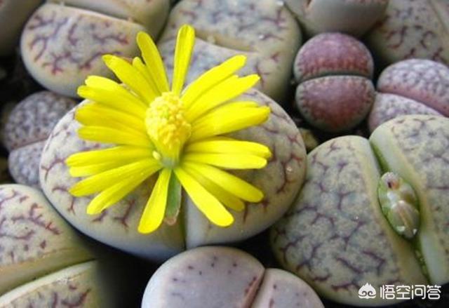 石花治疗什么病,海石花的功效与作用是什么？