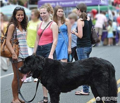 女人爱狗狗qq群照片:为什么女生都喜欢饲养大狗狗？