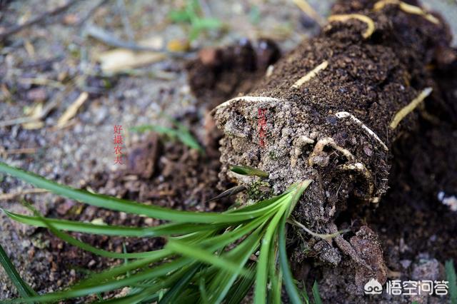 凤尾兰的图片:兰花植料里出现的“白色丝状物”对兰花有害吗？