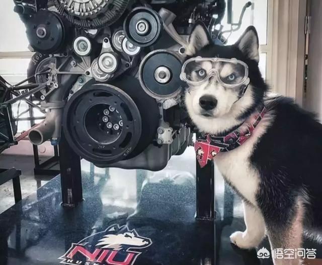 狗狗训练百科道客巴巴:技能狗狗要经过什么样的训练？