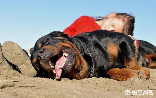 狗狗年龄对照表:罗威纳犬几岁步入老年？老了有什么征兆？