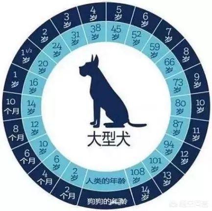 最活泼的缉毒犬:有哪些狗狗可以做军犬？为什么？ 最著名的缉毒犬