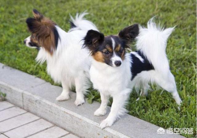 蝴蝶犬会看家吗:为什么说养狗不养蝴蝶犬？