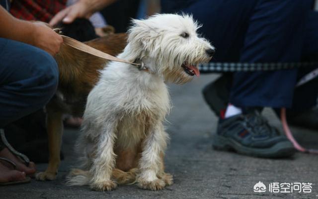 比熊图片:比熊犬有哪些“底线”，尽量不要去触碰？
