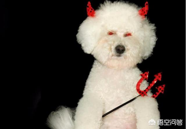 比熊图片:比熊犬有哪些“底线”，尽量不要去触碰？