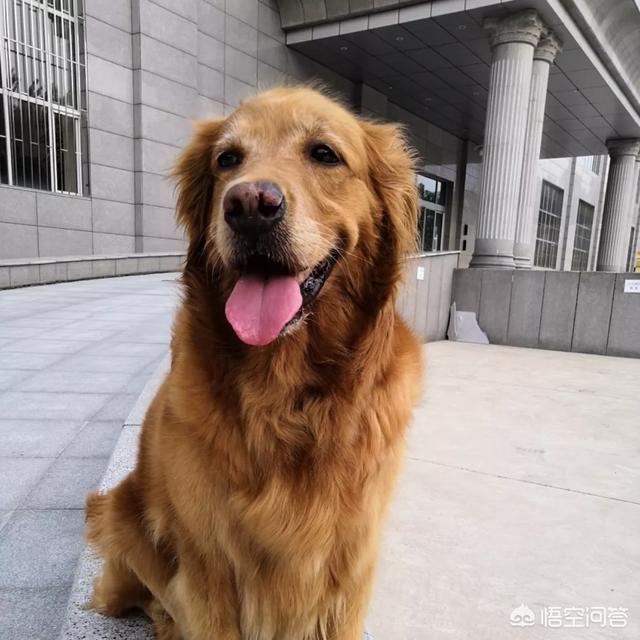 狗狗地图截图:狗狗靠什么辨别方向，靠什么找到家？
