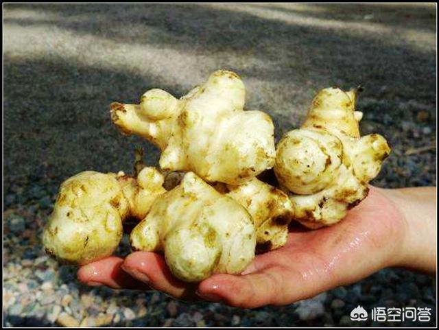 头条问答 农村野生的鬼芋头 学名洋姜 有什么神奇作用 怎么做最好吃 三农萌新的回答 0赞