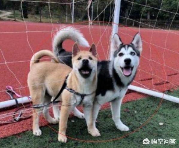 哈斯其狗图片大全:细数那些被哈士奇带偏的狗狗们？