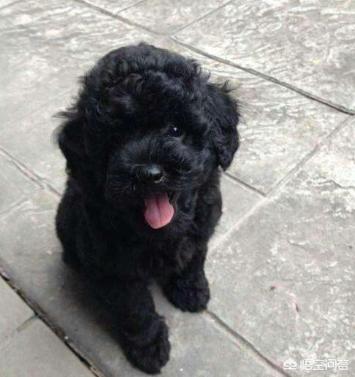 白色贵妇犬图片大全:泰迪狗的毛有几种颜色？白色的泰迪狗好看吗？