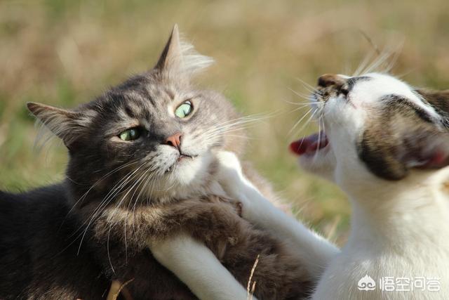 马恩岛猫的生活特征:想养猫，孩子较小，要养什么品种的猫，有什么注意事项？