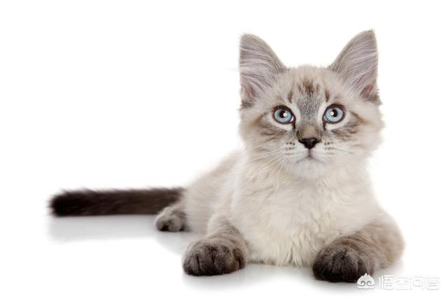 马恩岛猫的生活特征:想养猫，孩子较小，要养什么品种的猫，有什么注意事项？