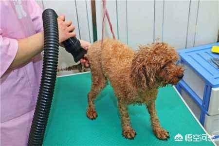 在家给宠物洗澡:#萌星人成长记#你都是怎么给你的宠物洗澡的？