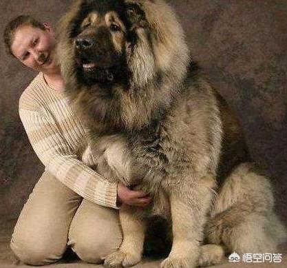 女人和大型狗狗分不开:女生养大型犬有什么好处与坏处吗？