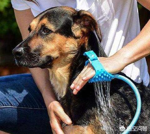 女人和大型狗狗分不开:女生养大型犬有什么好处与坏处吗？