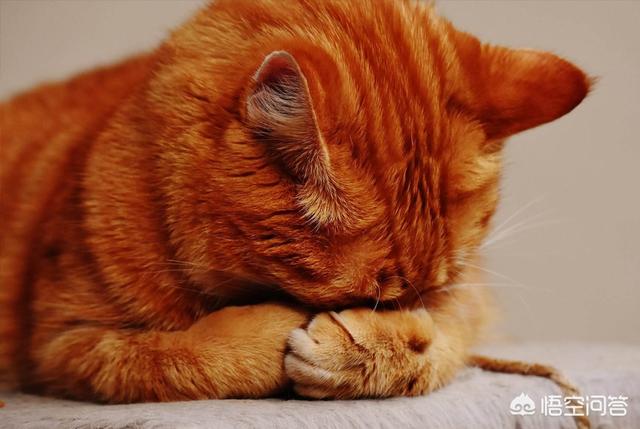 可爱宠物小猫咪:刚睁眼的小猫能长时间喝牛奶吗？ 关于宠物小猫咪的资料
