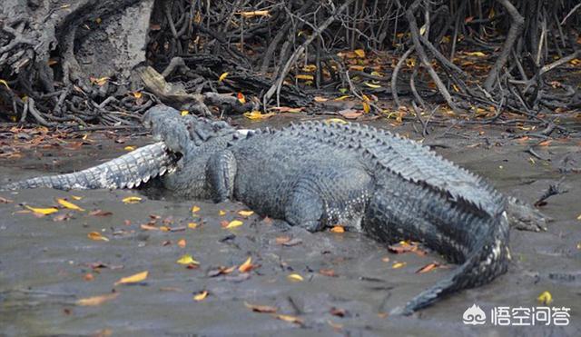 鳄鱼的天敌是谁?为什么?