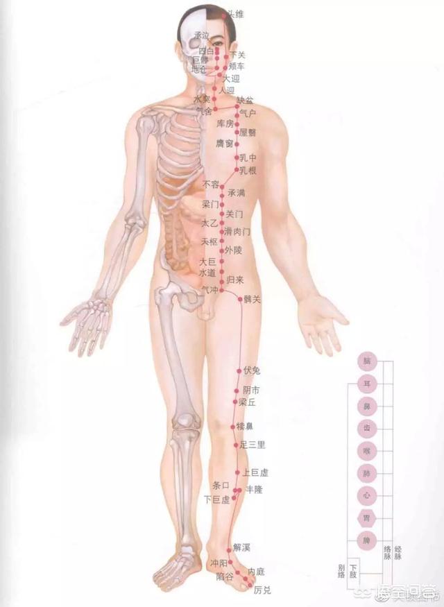 人体六经走向图图片