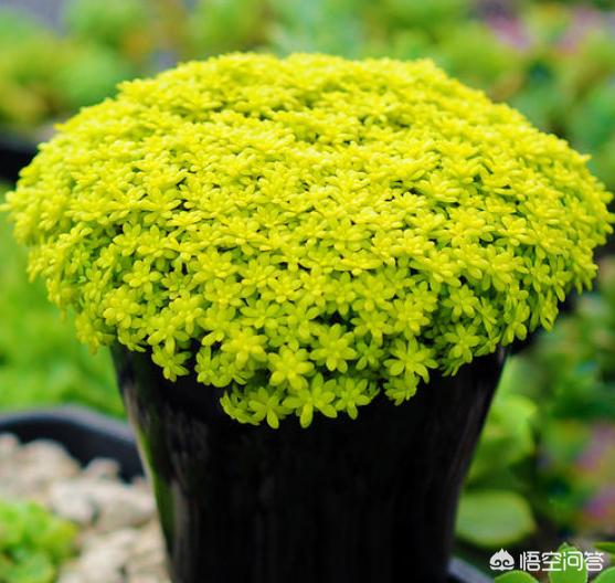黄金草的种植风险:一株黄金草种植，放到泥炭土表面可以吗？土要潮湿吗？