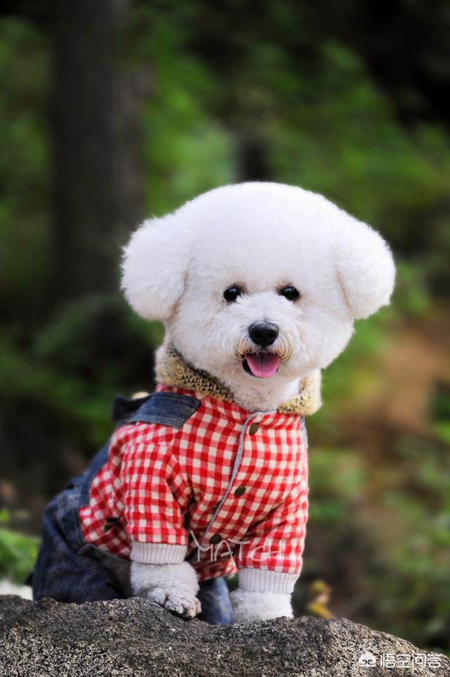 爱狗网比熊论坛:我养了一只比熊犬，太挑食了怎么办？