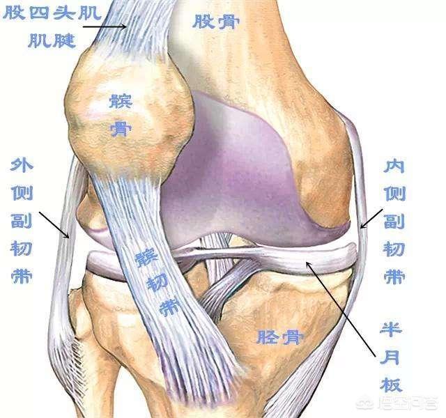 前交叉韧带断裂术后锻炼:前交叉韧带断裂重建手术恢复 一个人膝关节前交叉后交叉韧带断裂坏死后不再重建还能走路吗？