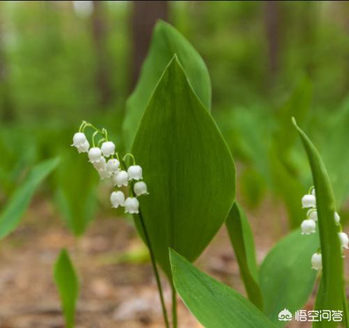 黄铃兰图片:铃兰花语图片 养铃兰花需要注意些什么？