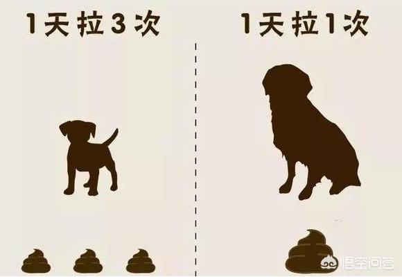 狗狗健康检查包括哪些:不想总带狗狗上医院体检，日常怎么观察狗狗是否保持健康呢？