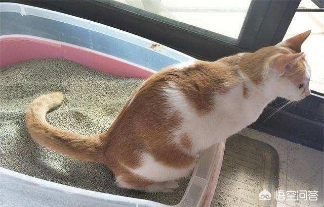 自动猫砂盆:月工资要多少才能养的起一只猫？