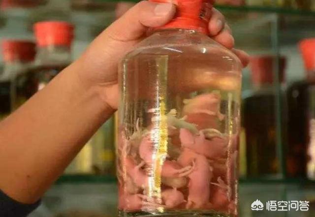老鼠仔泡酒,真的可以对抗衰老吗？为什么？