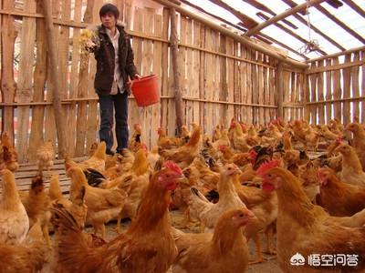 幼小黄鼠狼吃什么长大:黄鼠狼的习性与食物 请问果园养鹅，怎么防范黄鼠狼？
