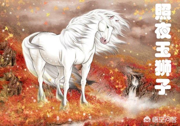 金毛犬段景住哪国人:云南临沧某小区保安清理流浪狗，晒太阳金毛犬被清理谁的责任？