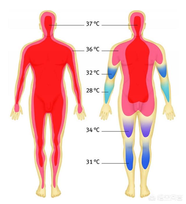 正常体温范围:成年人体温33-35，正常吗？