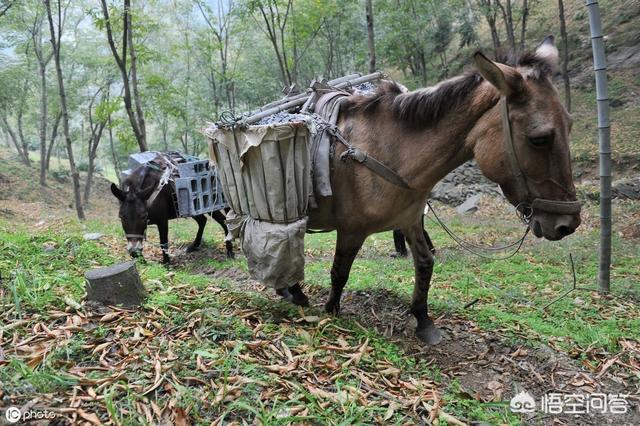 马肉为什么几乎没人吃，农村民谚：驴肉香马肉臭，饿死不吃骡子肉，骡子肉不好吃吗