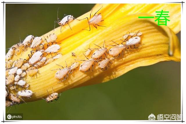 蚜虫怎么治:西红柿有蚜虫用怎么防治？蚜虫是白色那种的吗？