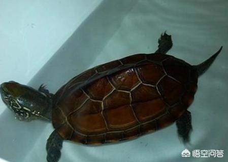 索马里豹龟好养吗:索马里巨人豹龟 豹纹陆龟要死了，该怎样急救呢？