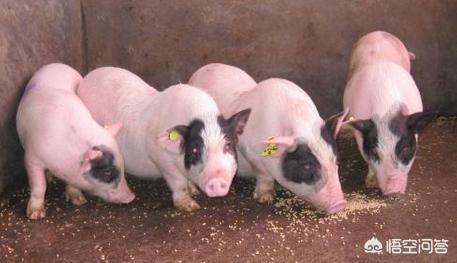 母猪过产期最晚过几天，母猪最迟多少天产仔？养殖户需要注意什么？