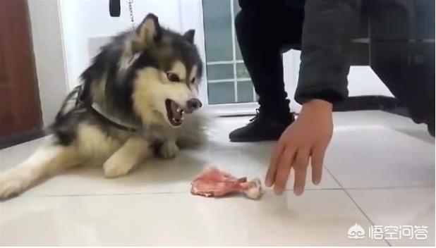 狗护食 咬主人:狗护食咬主人怎么办 如果你家的小狗儿因护食而咬了你，你会怎么办？