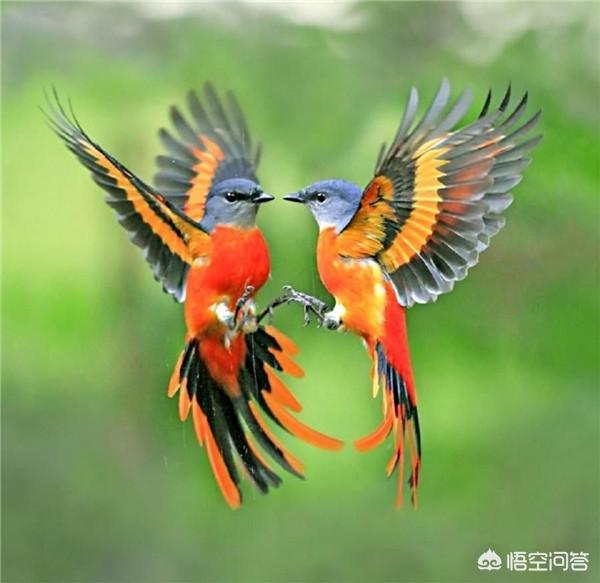 帝汶红翅鹦鹉:为什么鸟类都是雄性漂亮？