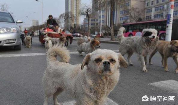 养狗这件事大结局:农村人一般来讲喜欢养地方狗，为什么？