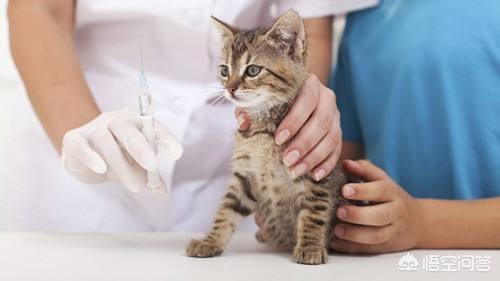 怎么给猫咪打针视频:幼猫感冒打什么针管用，幼猫感冒需要打针吗？
