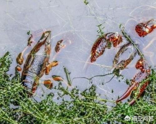 大米糠是否可以给小龙虾吃，在农村，小龙虾可以和黄鳝一起养殖吗