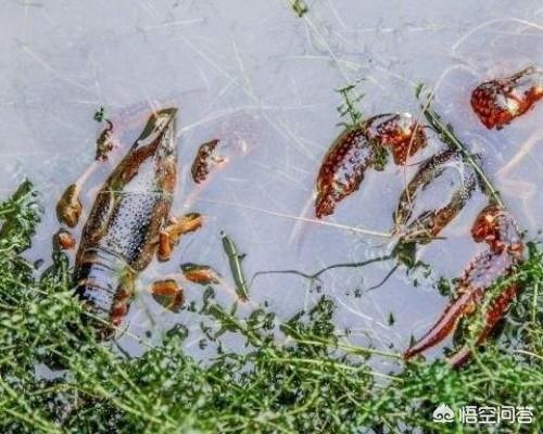 吃小龙虾吃什么啊:吃完小龙虾不能吃什么水果 小龙虾除了喂养饲料，还可以喂什么？