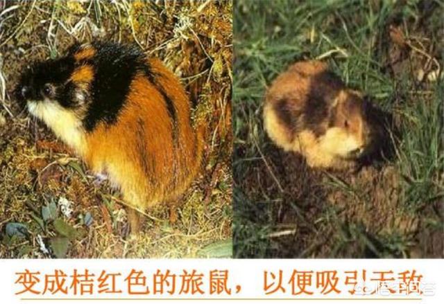 中国鹰叭犬雪王:如果把燕双鹰放进漫威宇宙会怎么样？