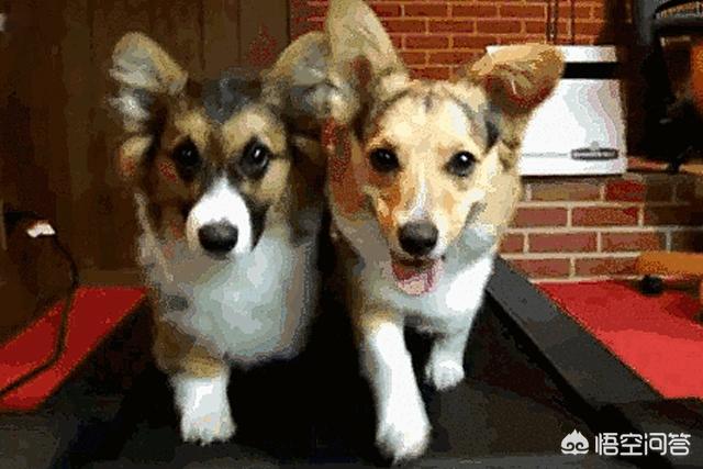 南都 狗接飞盘:狗狗如何正确的与犬主“玩”，我们做对了吗？