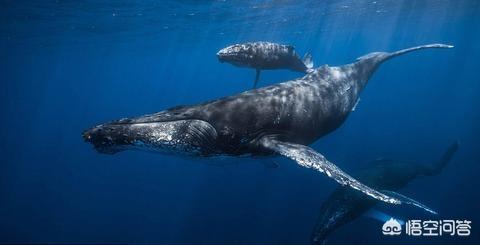 鲸鱼身上为什么会长藤壶，为什么虎鲸身上很少长藤壶呢